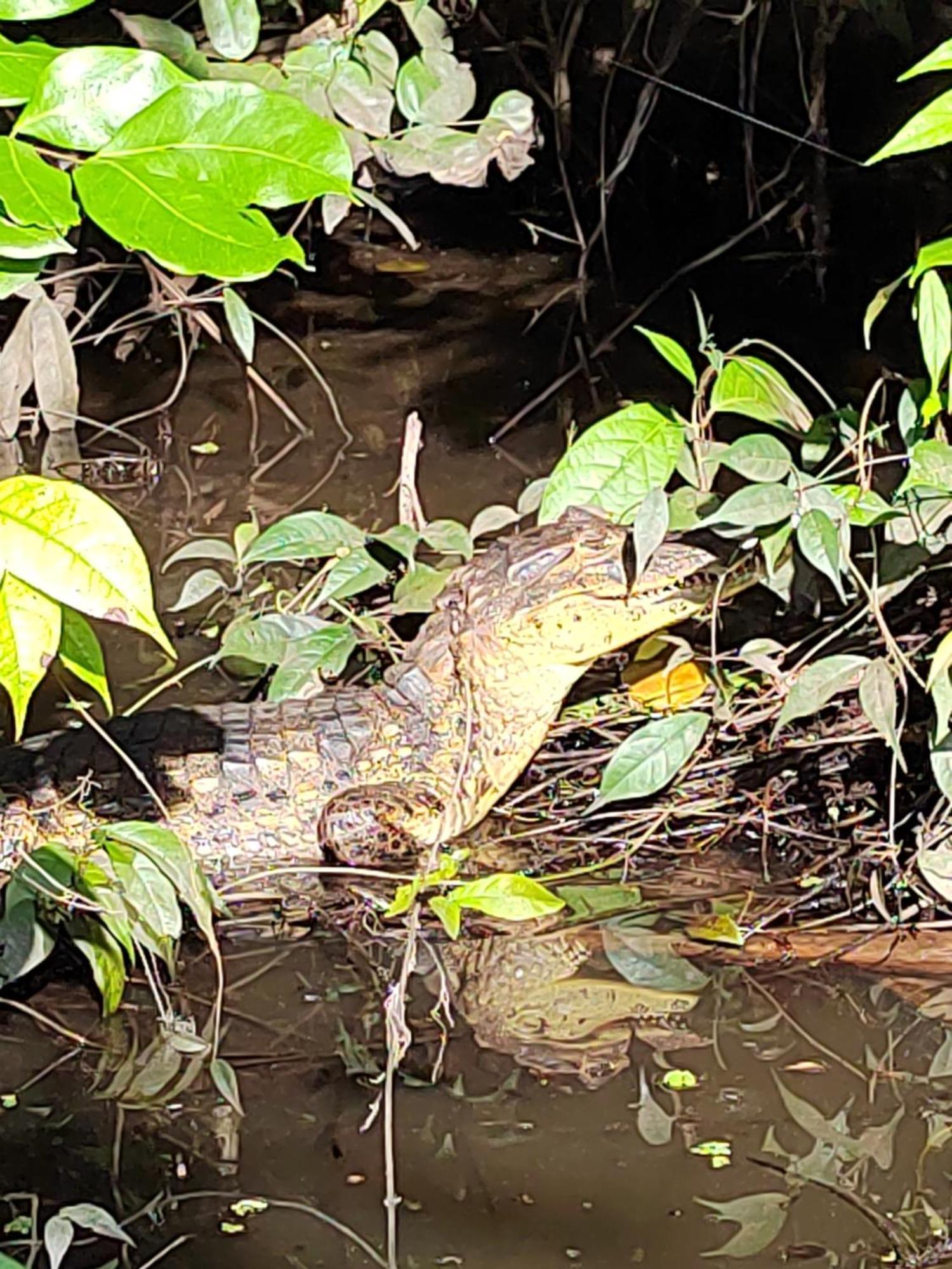 Cabinas Agamy Tortuguero Bagian luar foto