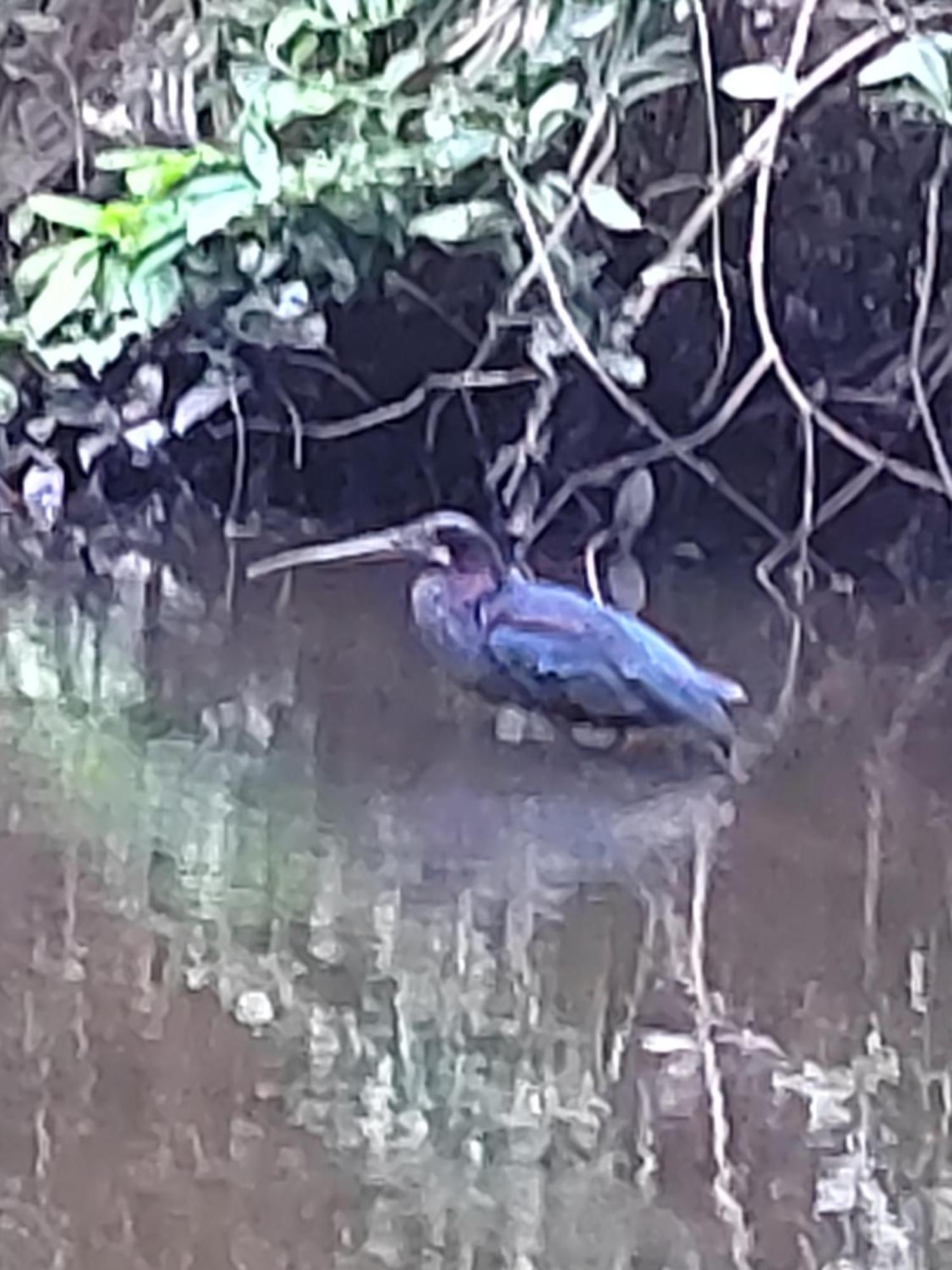Cabinas Agamy Tortuguero Bagian luar foto