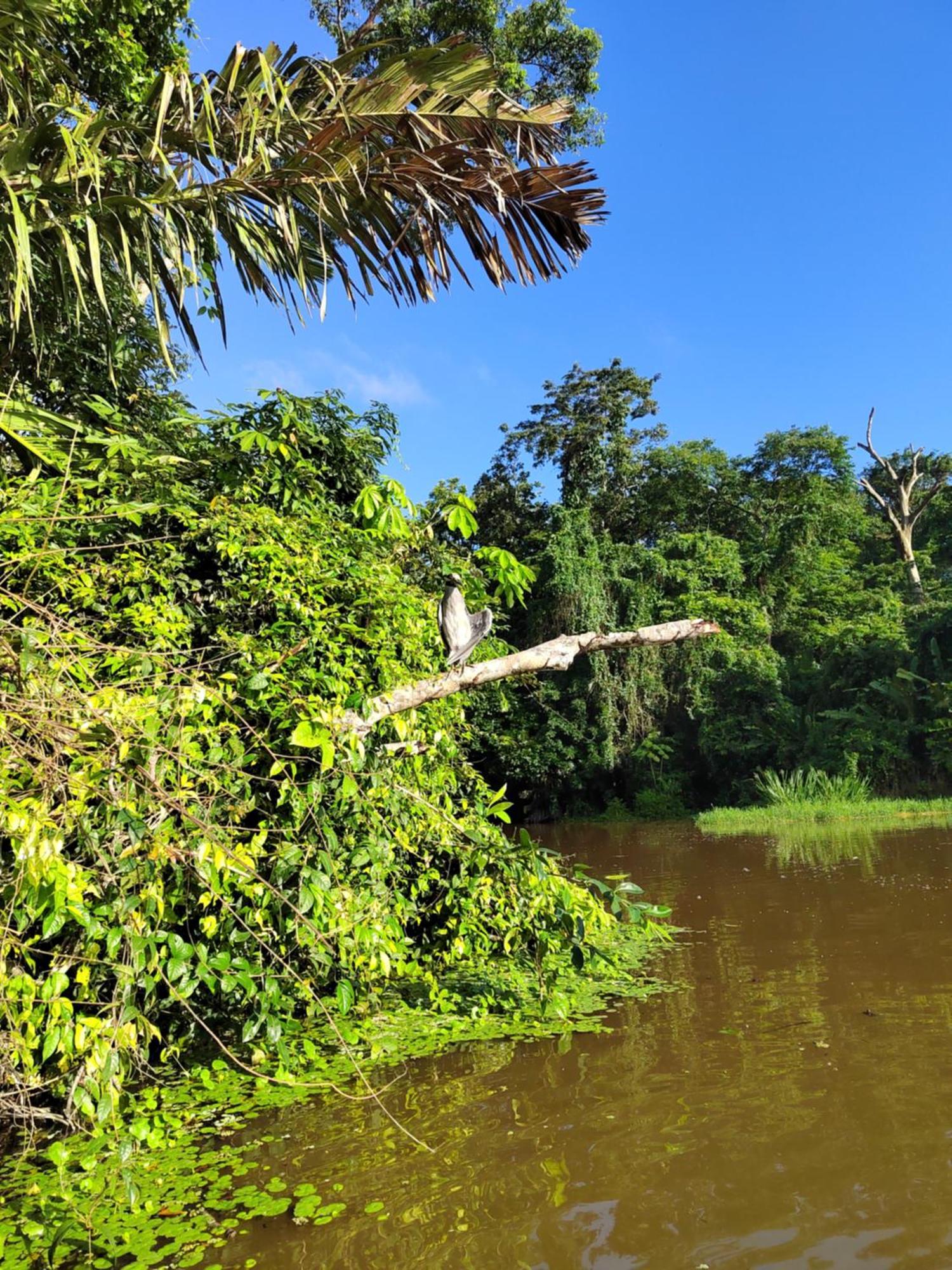 Cabinas Agamy Tortuguero Bagian luar foto
