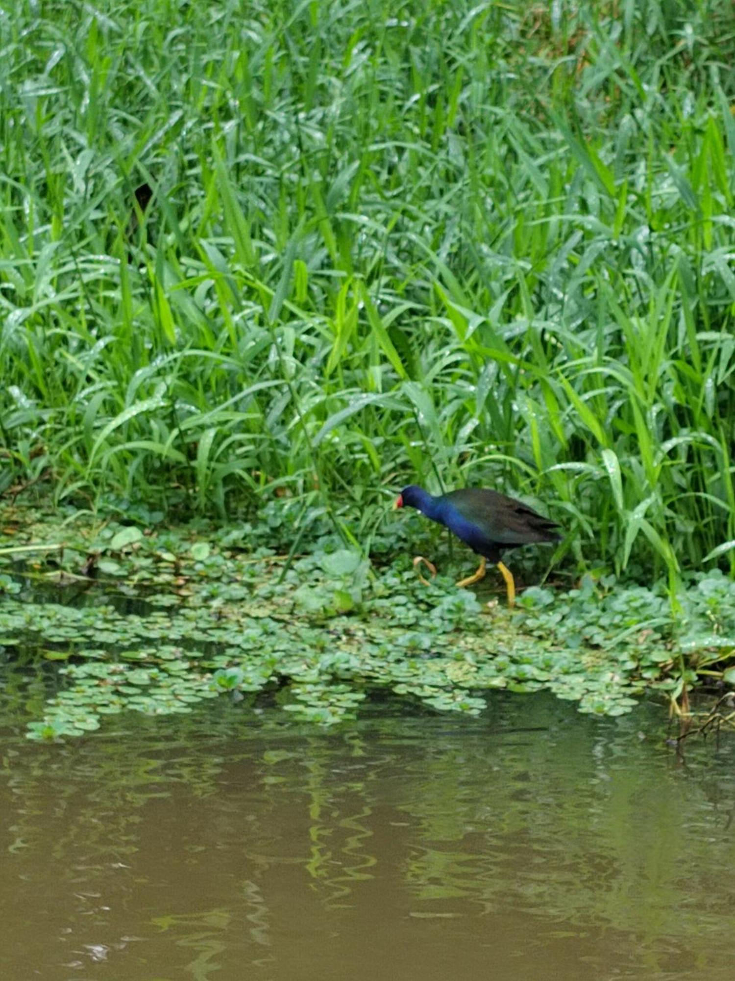 Cabinas Agamy Tortuguero Bagian luar foto