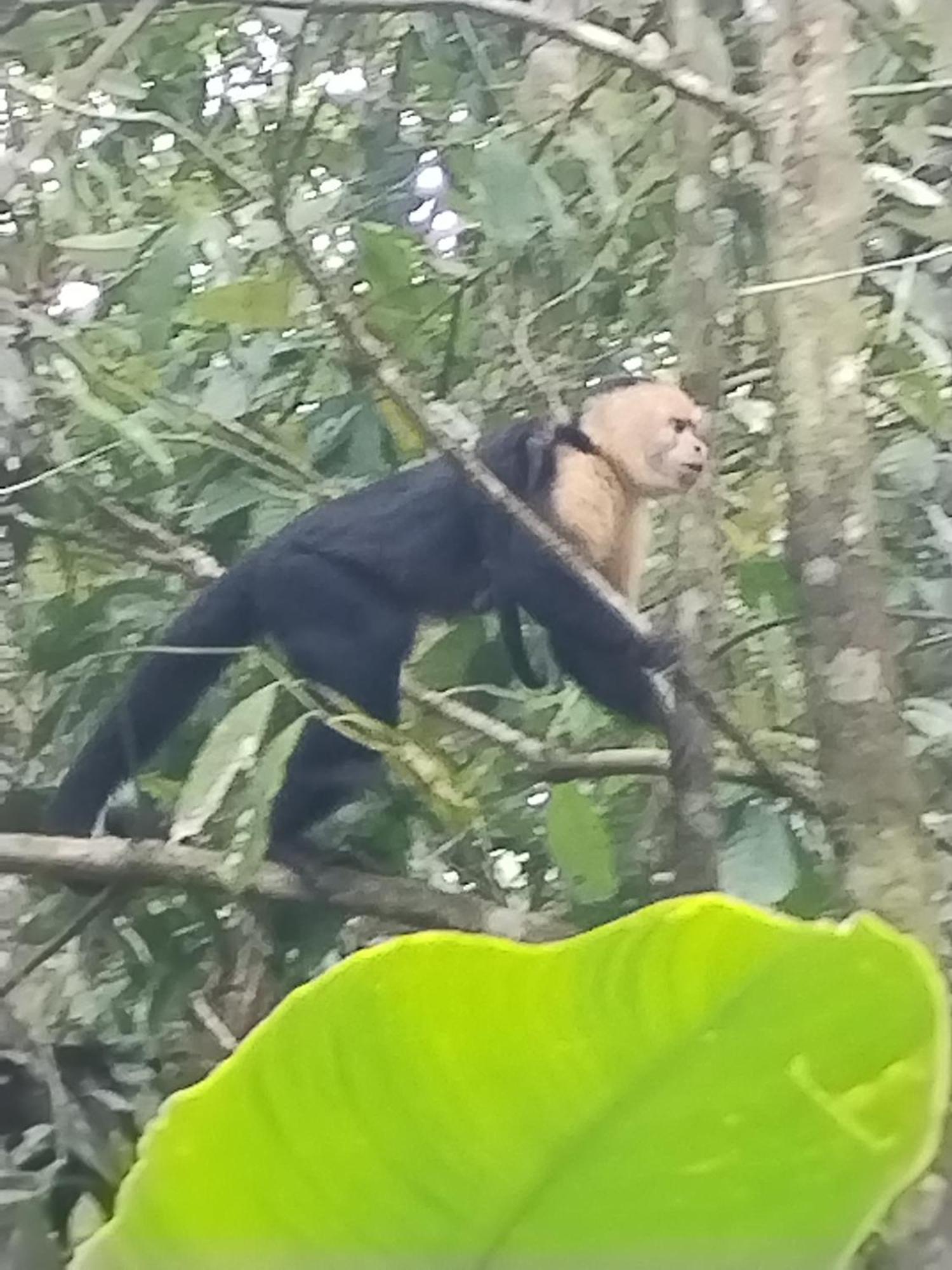 Cabinas Agamy Tortuguero Bagian luar foto