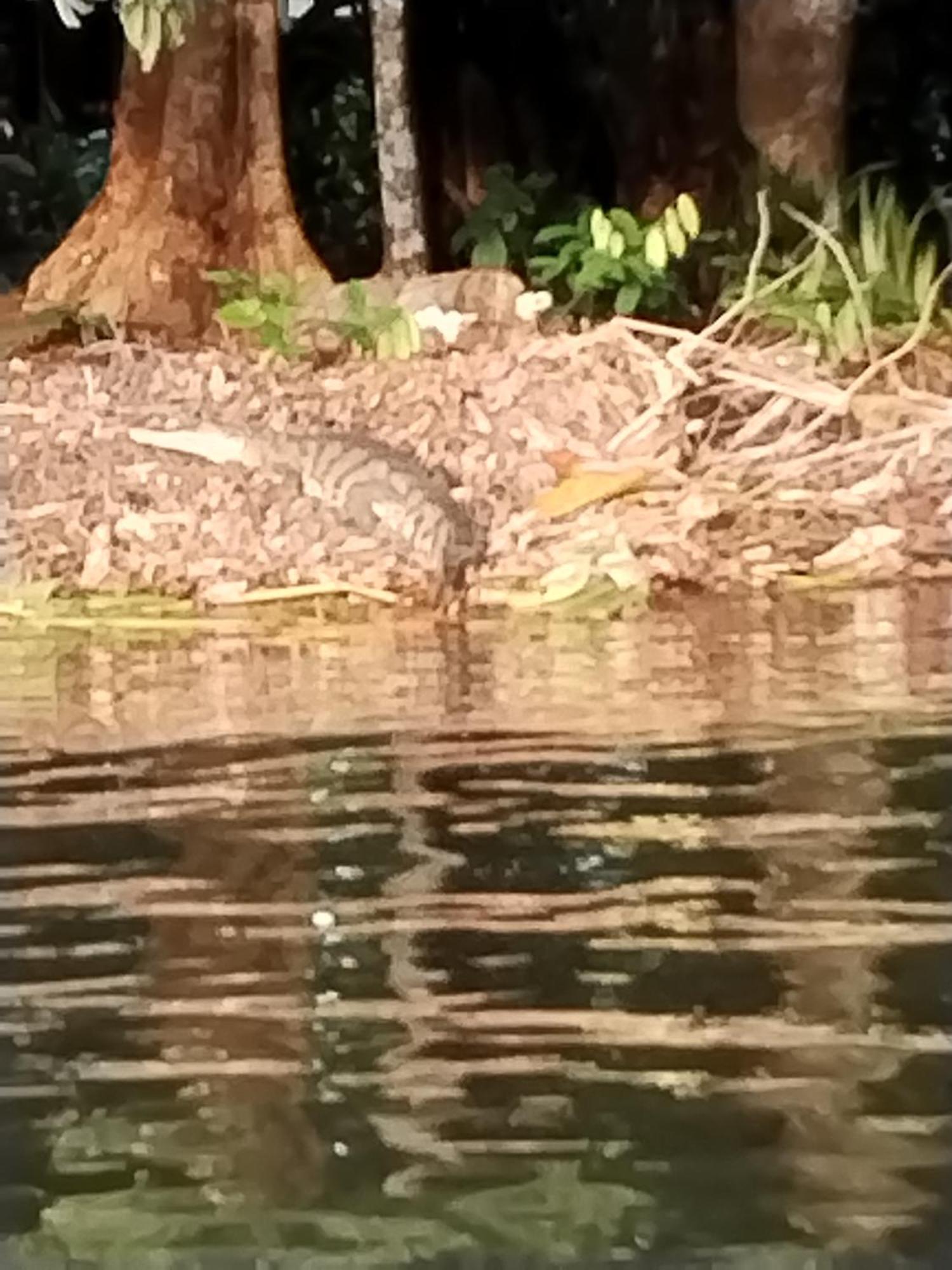 Cabinas Agamy Tortuguero Bagian luar foto